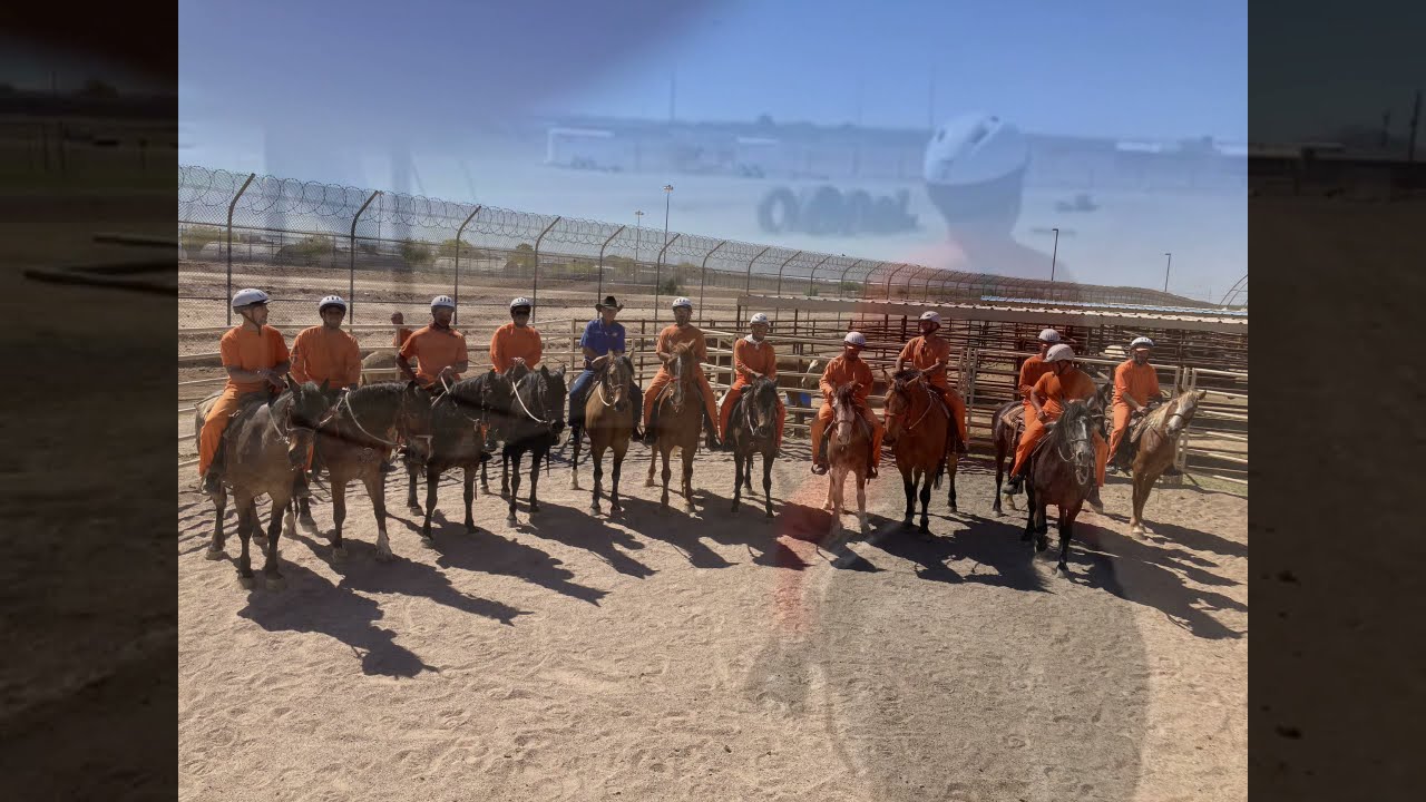 Walking Horse Package