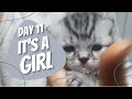 Day 11 - Its A Girl | 1 Month Ccomi&#39;s Kitten Vlog