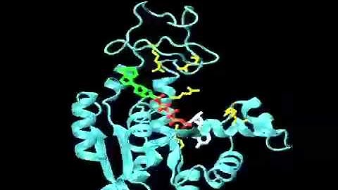 Conformational selection mechanism in Adenylate kinase