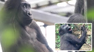 子ゴリラキンタロウだけが好む樹皮。撮影日2024.5.12【ゴリラに会える京都市動物園】