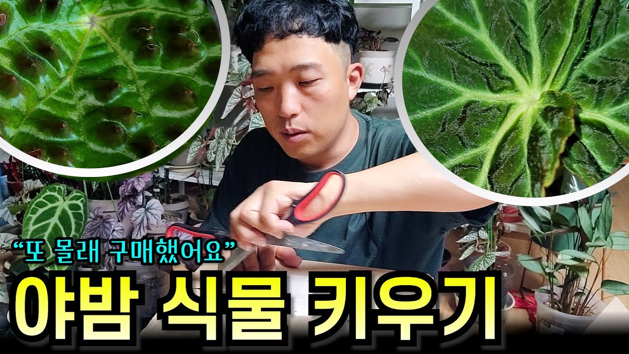 야밤에 몰래 집에서 식물 키우기, 식물 쇼핑 언박싱