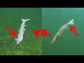 Rigging Live Shrimp In The Head vs. Tail (Best Way To Rig Shrimp)