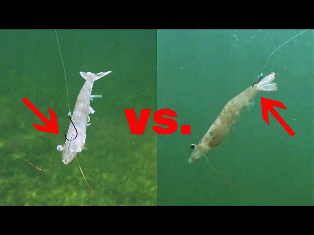 Rigging Live Shrimp In The Head vs. Tail (Best Way To Rig Shrimp) 