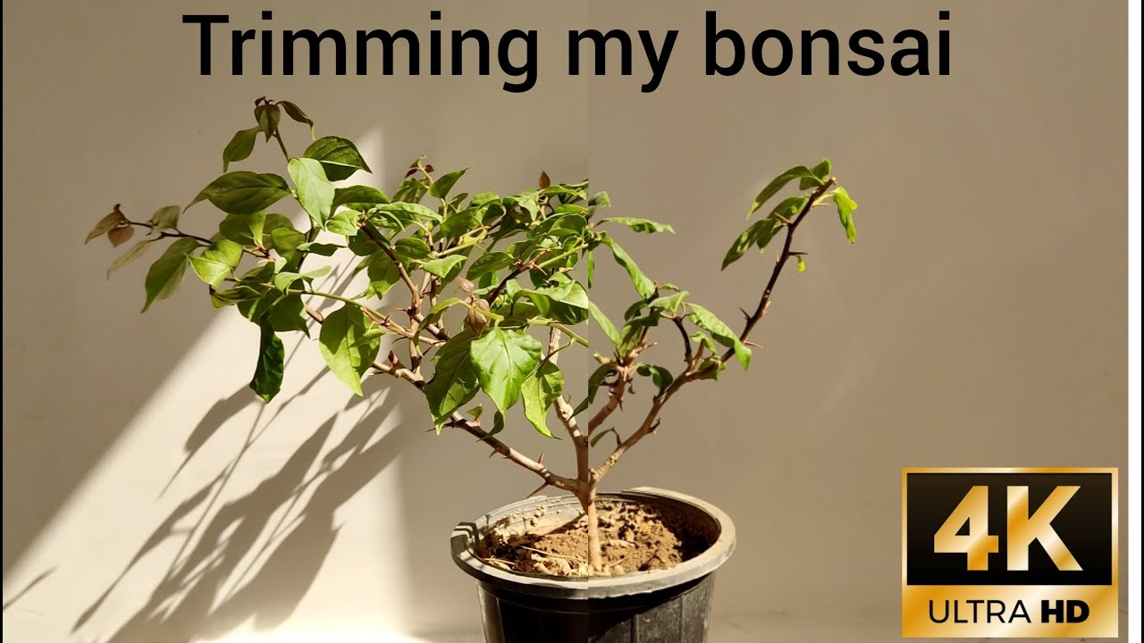 trimming my azalea bonsai YouTube