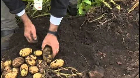 Como é o cultivo de batata?