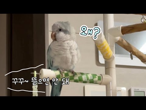 You should also tell me why it won't work! (Talking nonsense🐦)