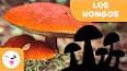 El Fascinante Mundo de los Fungi ile ilgili video