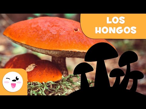 Video: ¿Por qué los hongos tienen su propio reino?