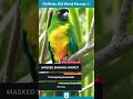 Masked Shining parrot