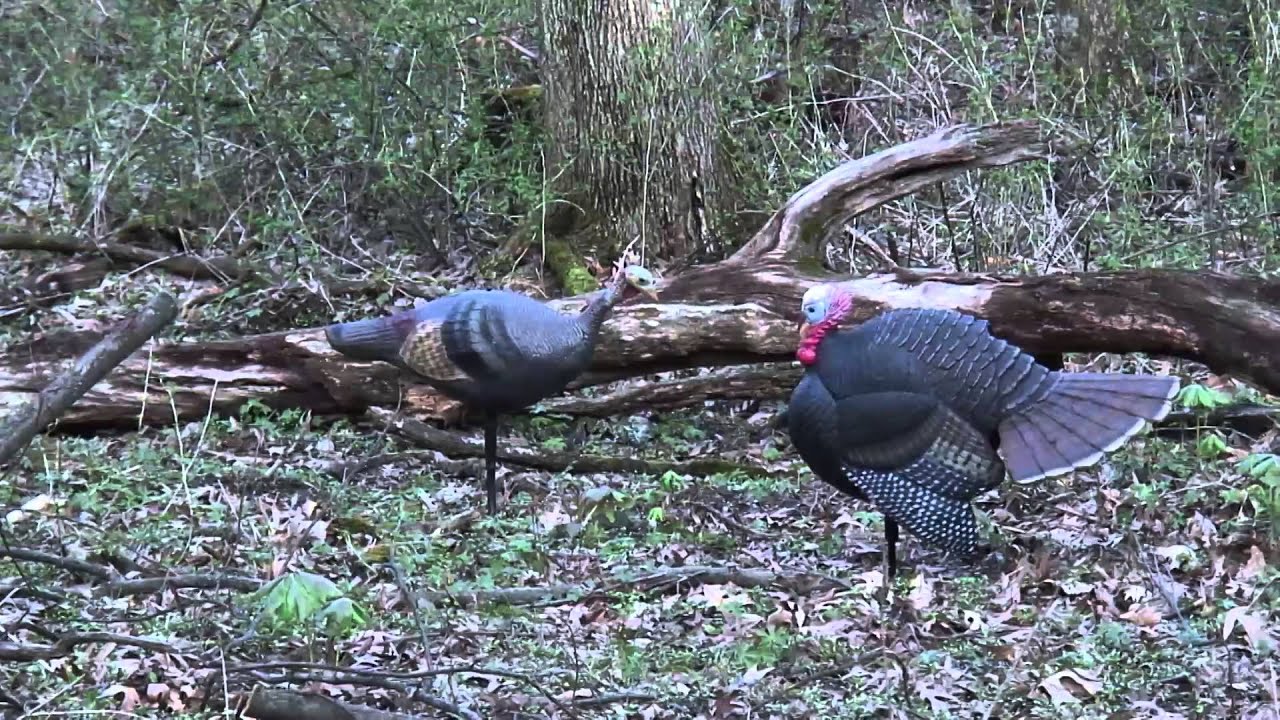 OJTV 2014 bowhunting turkeys in Wisconsin YouTube