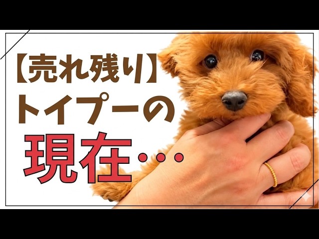 Two years later, a toy poodle whose owner hadn't come to pick him