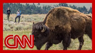 Bison gores woman in Wyoming