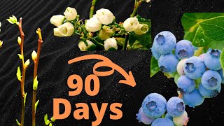 Growing BLUEBERRIES Time Lapse - FRUITING in 90 Days