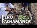 Pachamanca