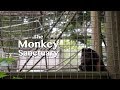 The Monkey Sanctuary | Cornwall (Short Documentary)