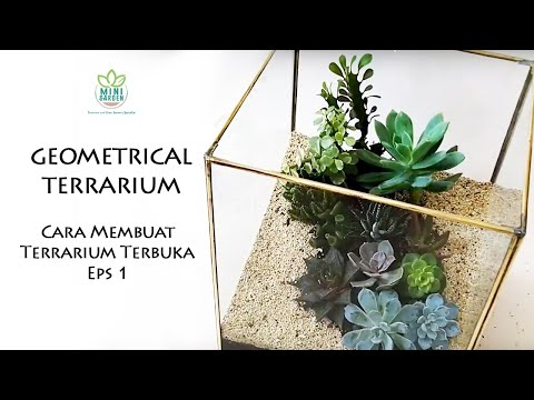 Video: Floriana Dengan Succulents (32 Foto): Bagaimana Menanam Bunga Di Akuarium Kaca? Bagaimana Cara Membuat Taman Succulents Dalam Pasu Kaca Dengan Tangan Anda Sendiri?