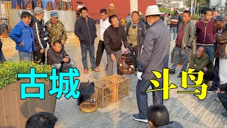 600多年的古城楼下，一群人围着斗鸟，现场还有各种交易好不热闹