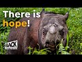 The Sumatran Rhino Now Extinct  | Is That True?