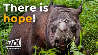 Why the Sumatran Rhino is NOT Extinct (Yet) | Back from the Brink
