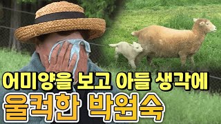 양떼 목장에서 흘린 '엄마' 박원숙의 눈물 [같이삽시다 시즌1]