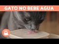 ¿Cómo hacer que un gato beba agua? 😿 10 tips