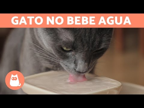 Video: Cómo Hacer Que Tu Gato Beba