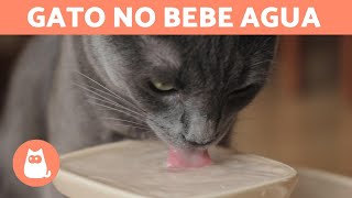 ¿Cómo hacer que un gato beba agua?  10 tips