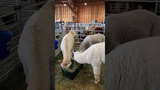 Tutmonda ekspozicio de alpakoj