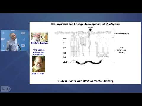 WALS Genetic Mechanisms Controlling Developmental Timing In C Elegans