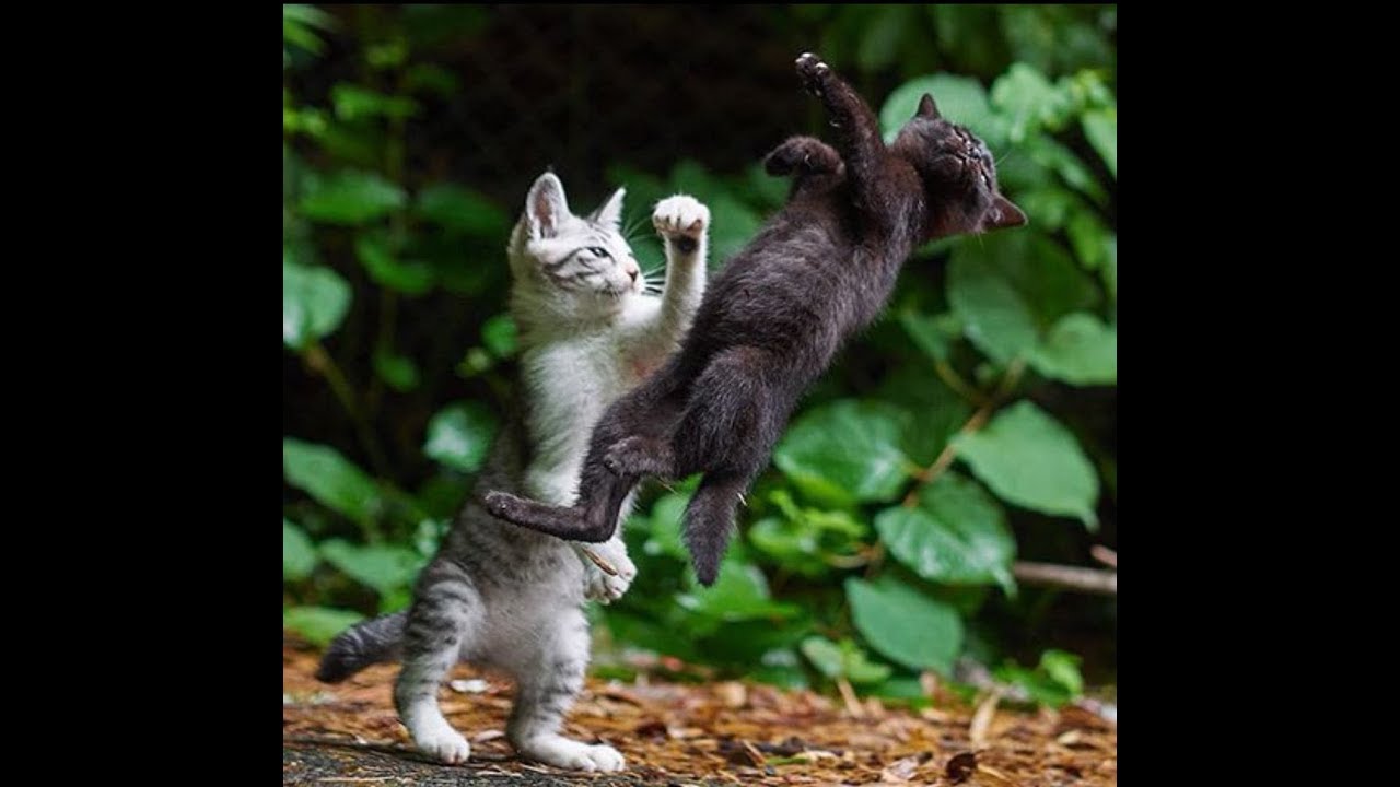 cats about to fight