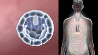 Cell Differentiation
