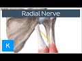 Radial nerve  branches course  innervation  human anatomy kenhub