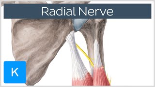 Radial Nerve - Branches, Course & Innervation - Human Anatomy | Kenhub