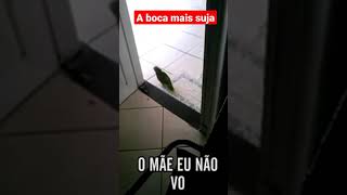 Papagaio Falando Palavrão, Bichos Q Falam Engraçados