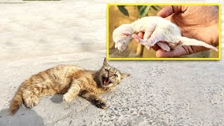 A man helped a dying cat and her kittens. you won't believe what happened next