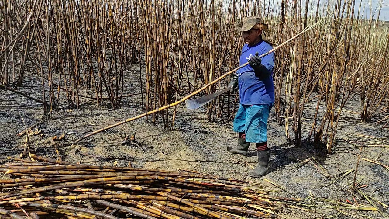 mais um vídeo no canal no corte de cana