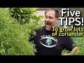 5 Tips How to Grow a Ton of Coriander or Cilantro in Container/Garden Bed