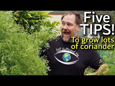 Video: Tips för att odla koriander i trädgården