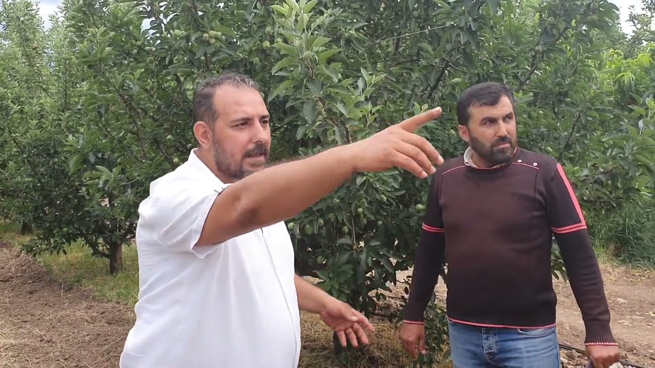 Scarlet elma ağaçı 100 de 100 gübre ile 2 yıldır ful meyve veriyor