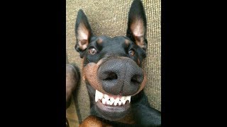 50 MINUTES OF DOBERMAN (funny doberman videos)