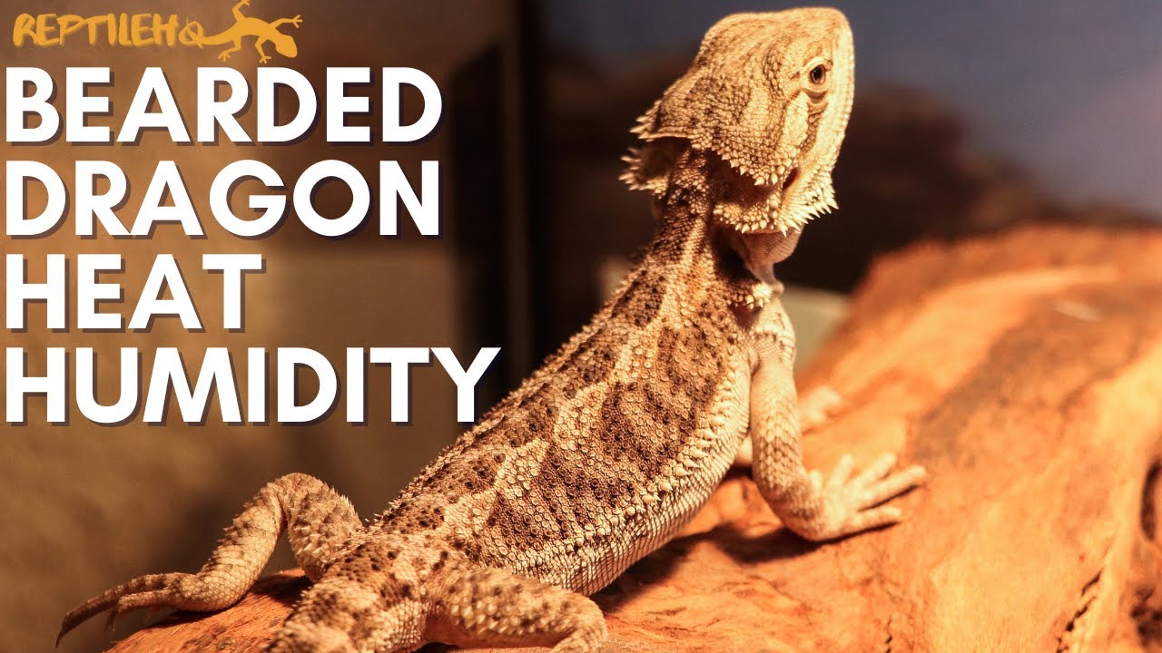 Bearded Dragon Humidity: The Ultimate Care Guide