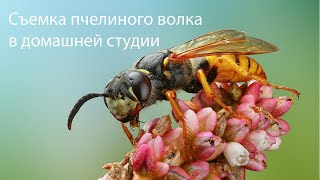 видео: Съемка мертвых насекомых в студии. картинка: Съемка мертвых насекомых в студии.