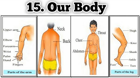 Our Body | std 3 | lesson 15 | Maharashtra State Board