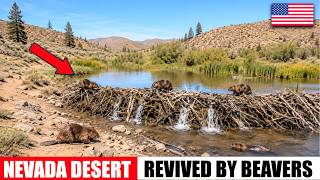 Americans Blew Up Beaver Dams to Drive Them Out of Nevada Only Drought Revealed Their True Value