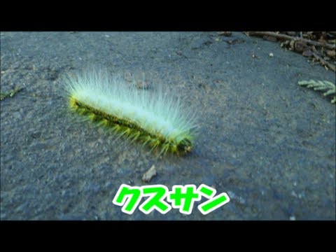 茶色の芋虫 茶色の芋虫