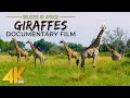 Graceful giants  film documentaire girafes en 4k u incredible wildlife of africa