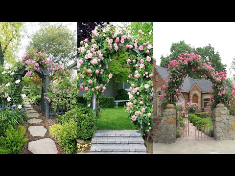 Video: Hoa hồng leo - trang trí sân vườn