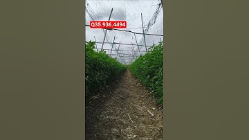 Hướng dẫn đặc Trị bệnh vàng lá rụng lá trên cây ớt #nôngnghiệptiềngiang #cayot #ớt #kythuattrongcay