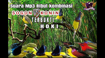 ⭕SUARA Pikat Burung Sogon Kombinasi Konin Ini 💯% Bakal Panen..‼️