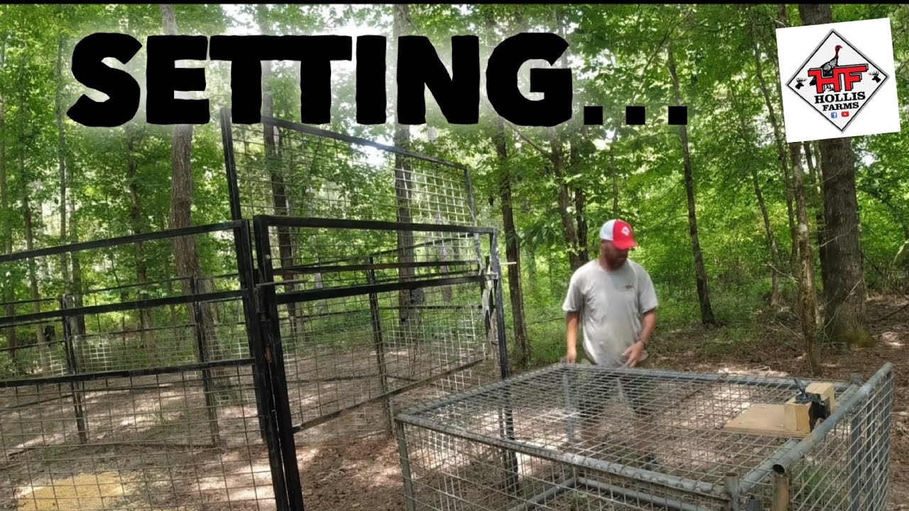 SETTING The Worlds Largest Racoon Trap YouTube setting-the-worlds-largest-racoon-trap-youtube